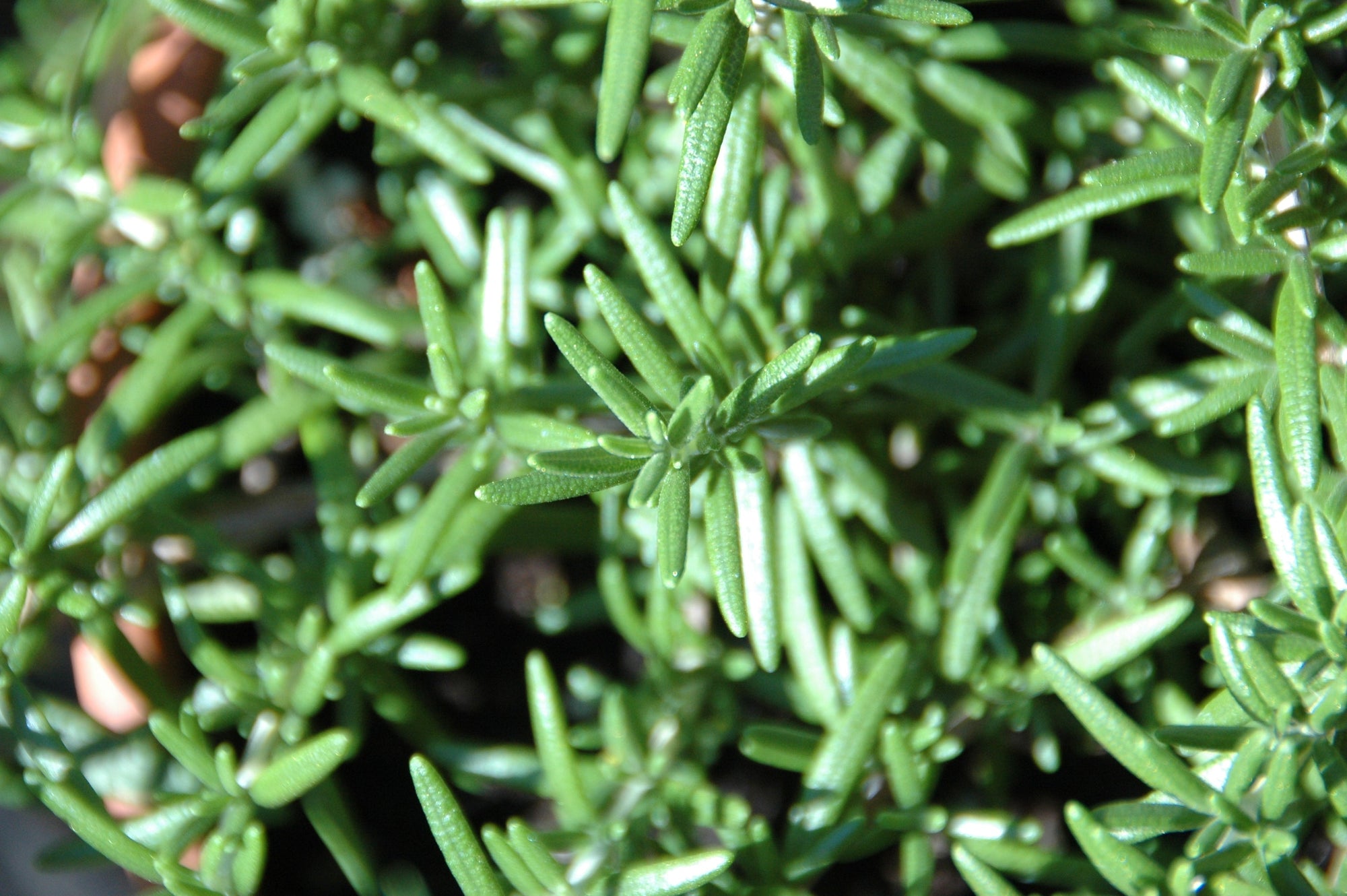 fresh rosemary in the garden