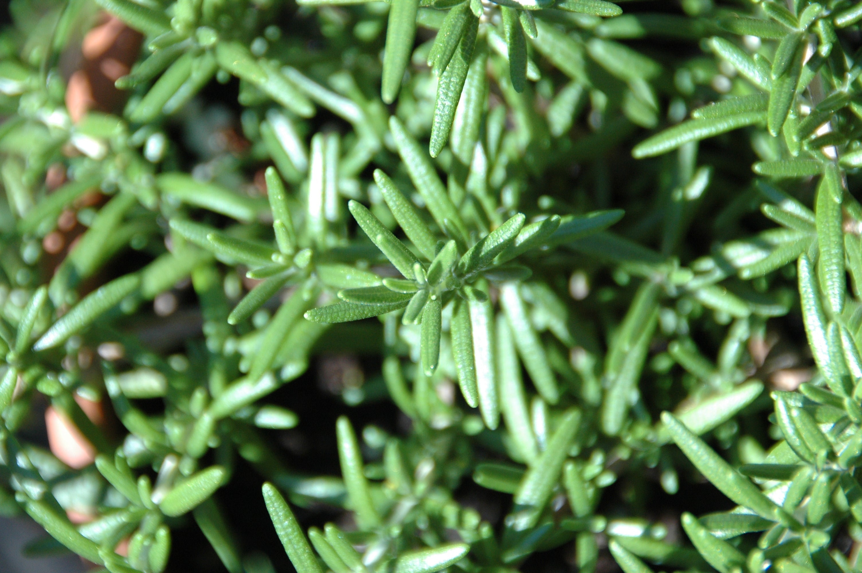 fresh rosemary in the garden