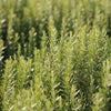 Rosemary Olive Oil image 1