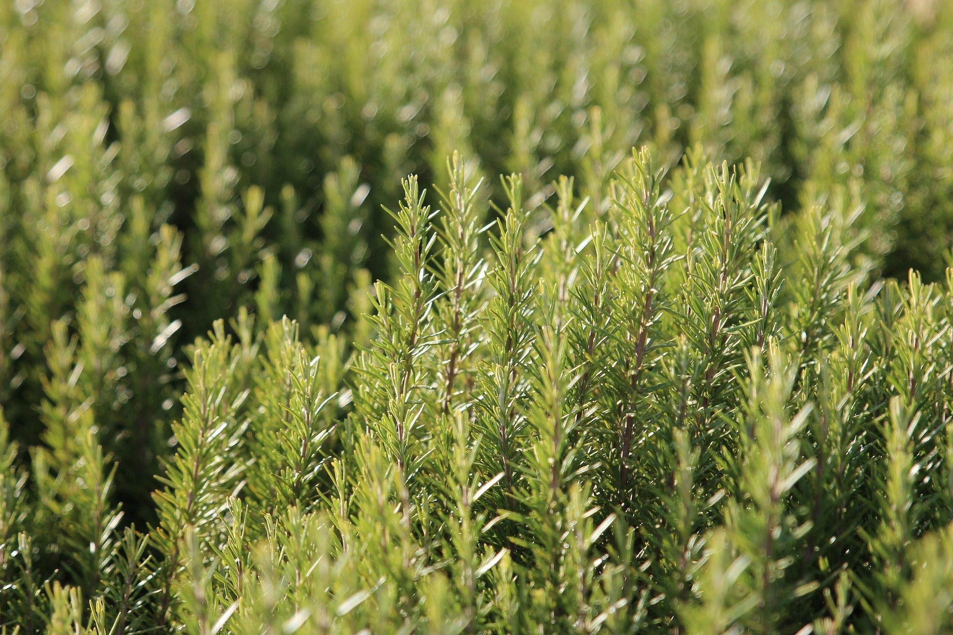 Rosemary Olive Oil image 1