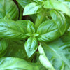 fresh basil leaves