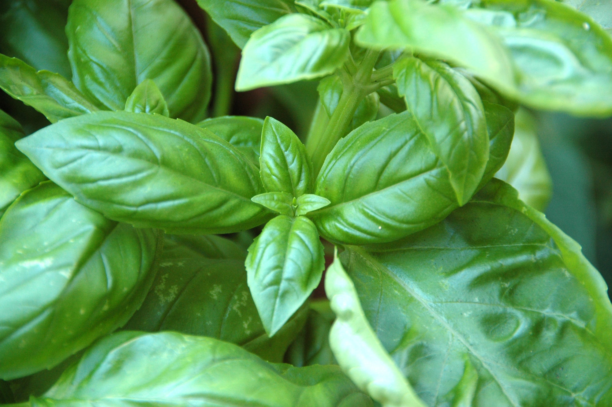 fresh basil leaves